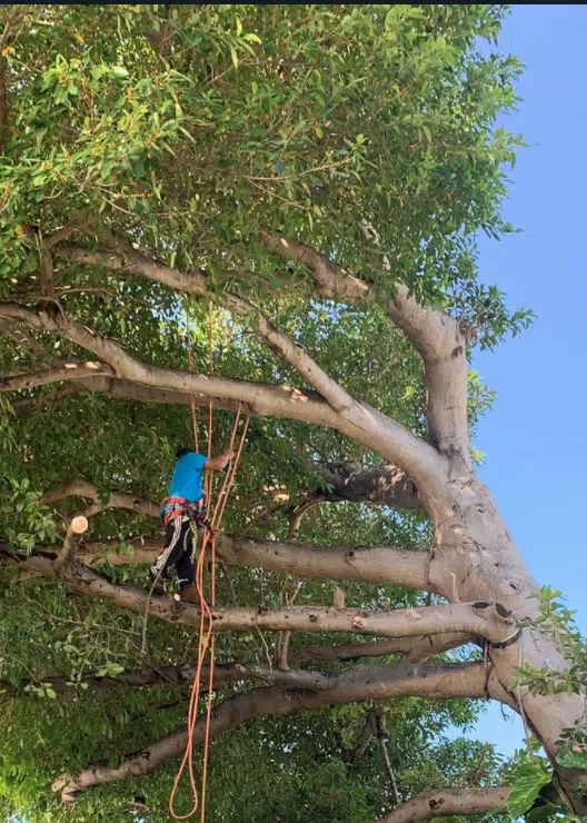 tree.png