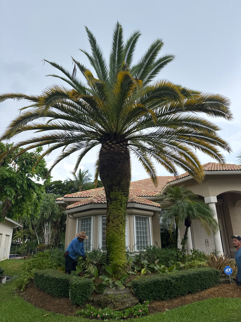 Landscape maintenance Aventura FL