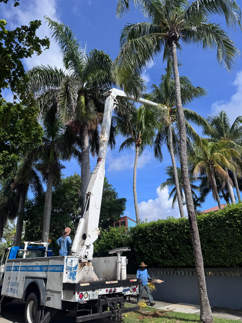Commercial lawn care Boca Raton Palm Beach County