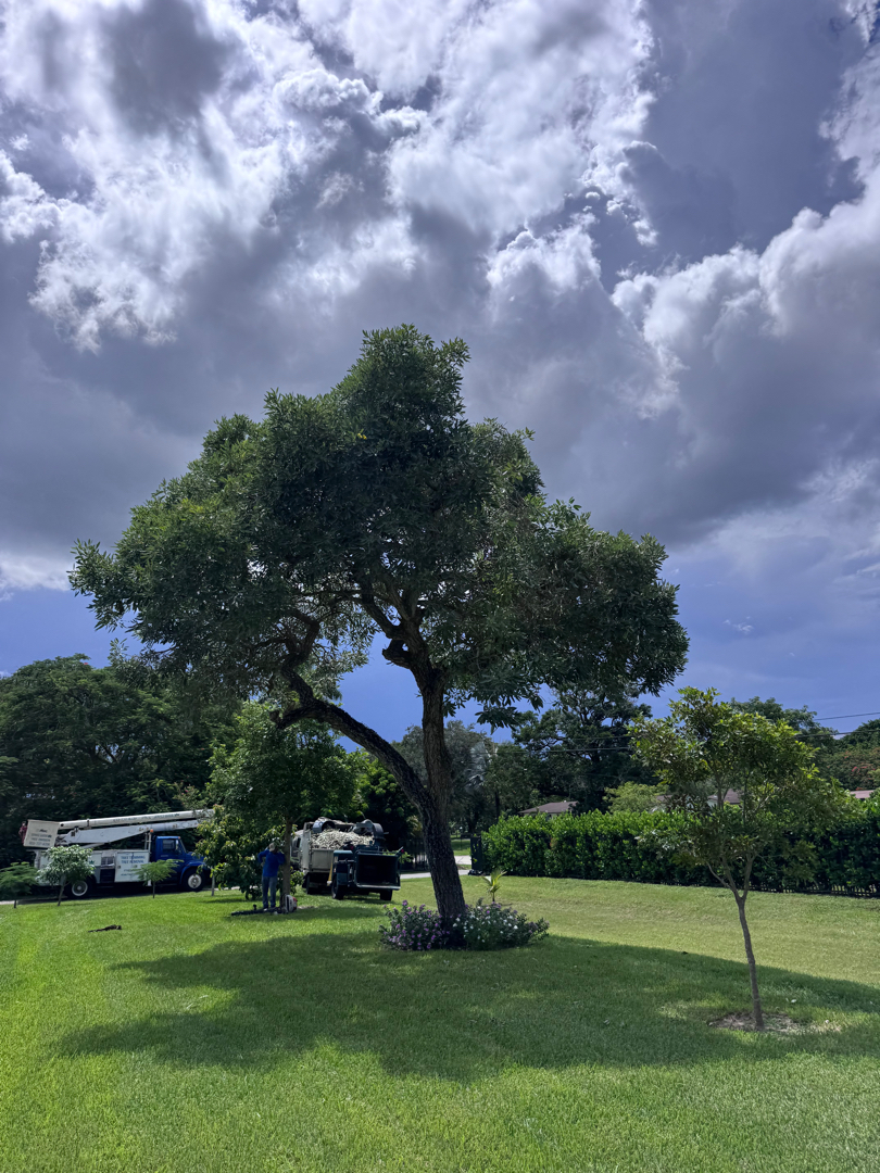 Landscape maintenance Hollywood FL
