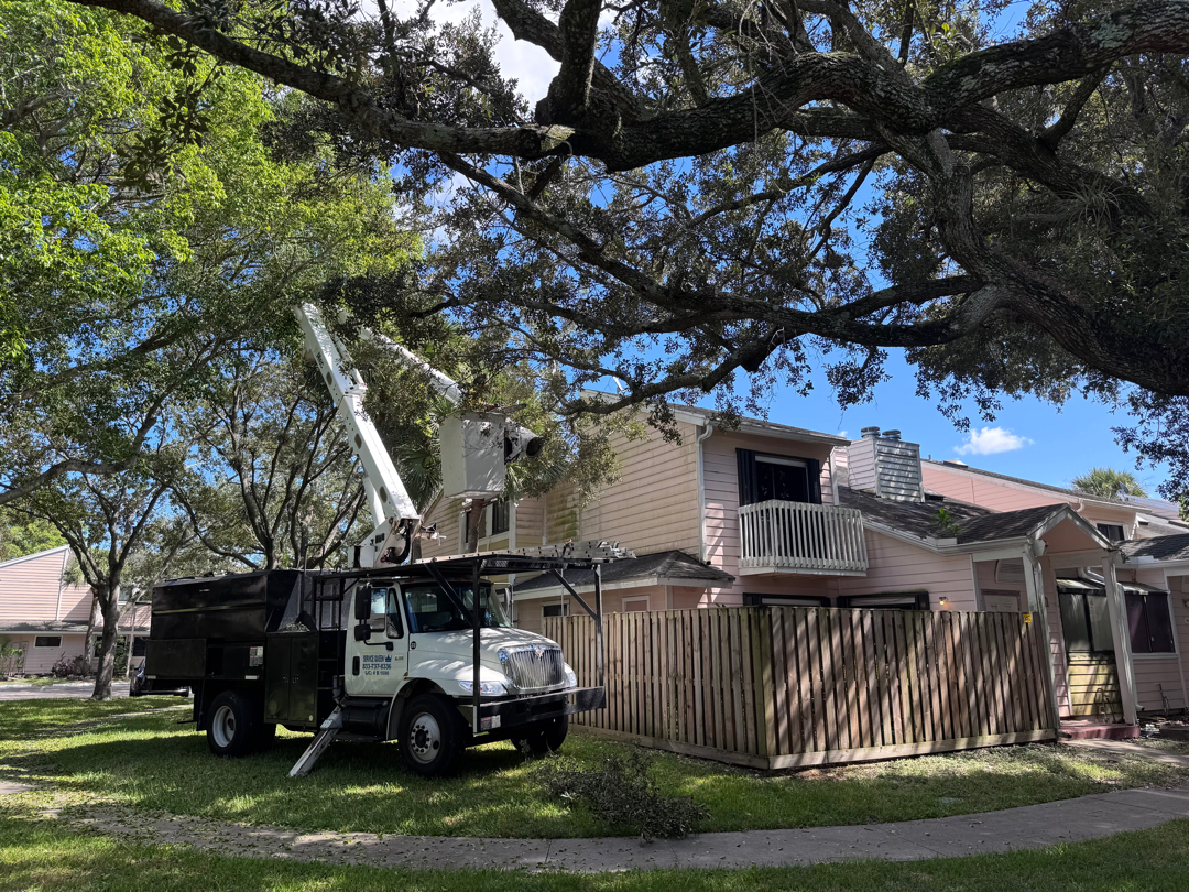 Commercial tree trimming Fort Lauderdale