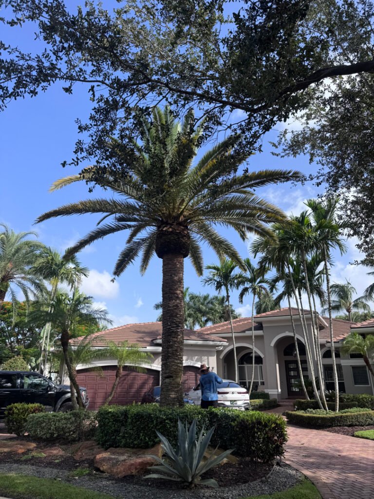 Landscape maintenance Boca Raton FL, Landscaping crew in Miami - FL shaping tropical shrubs and cleaning bed edges near a pool