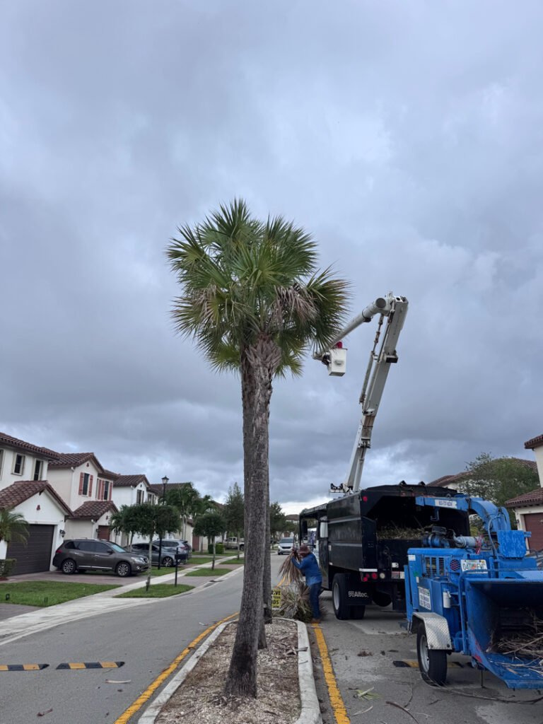 Tree trimming service Weston FL, Crew trimming overgrown backyard tree branches away from roof and patio area, Landscaping crew in Delray Beach - FL shaping shrubs and clearing clippings from a front walkway