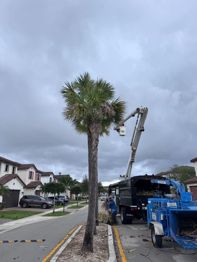 Tree trimming service Weston FL