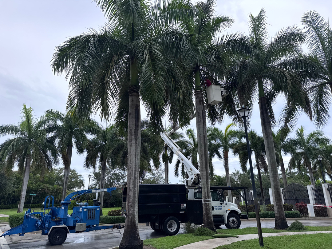 Palm tree service Weston Broward County