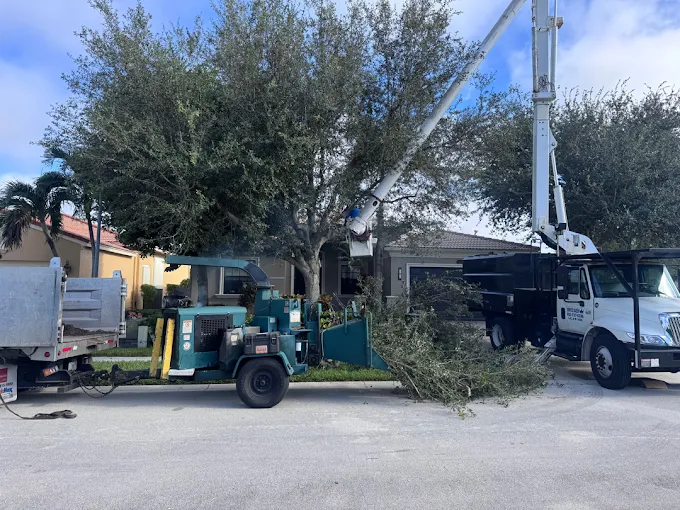 Tree service Davie FL
