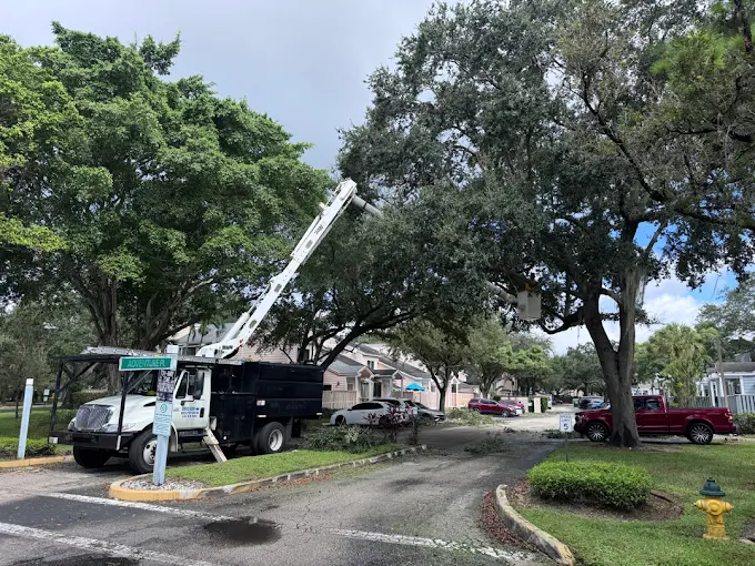 Tree service Aventura FL