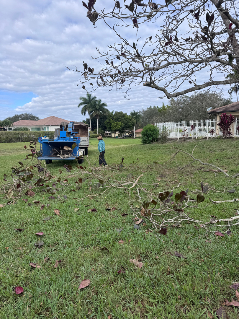 Tree crew Hollywood Broward County