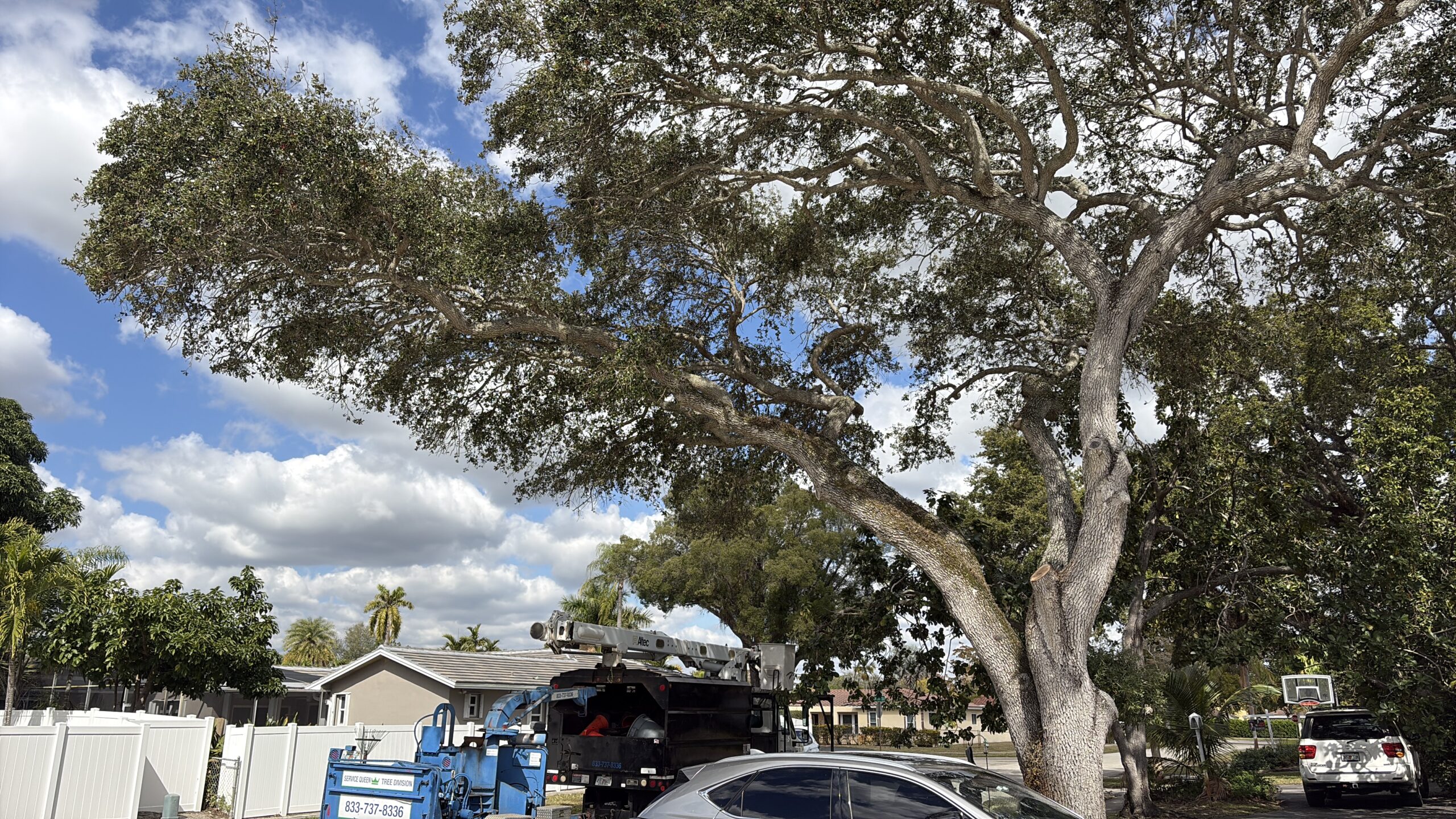 Tree service Hollywood FL commercial property