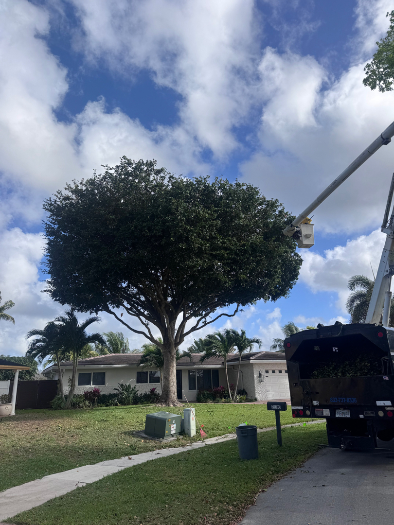 Arborist tree service Boca Raton FL