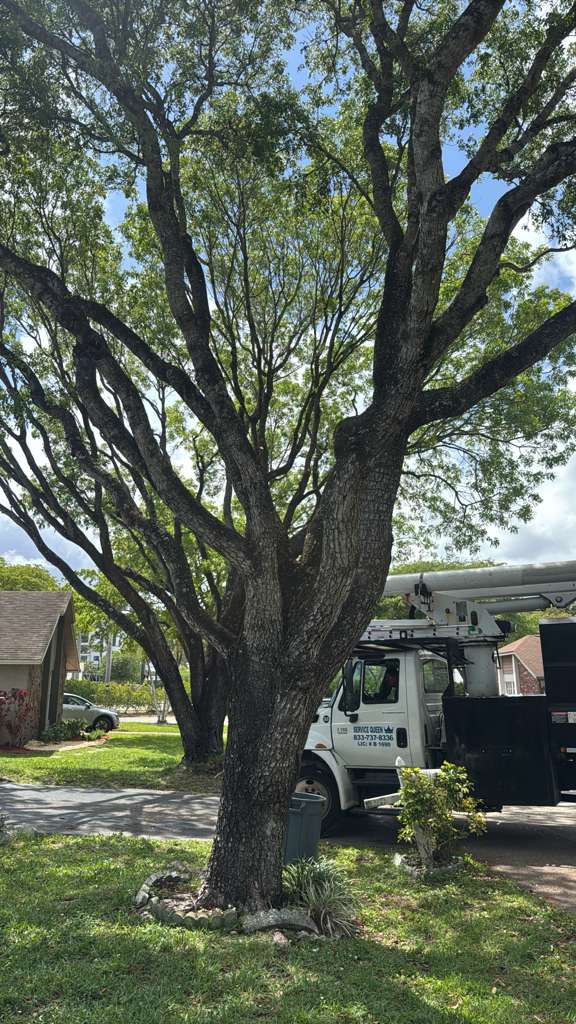 Tree service Boca Raton Palm Beach County